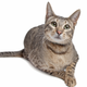Illustration for article titled Freak Mutant Cat Survives 17 Story Fall From Building